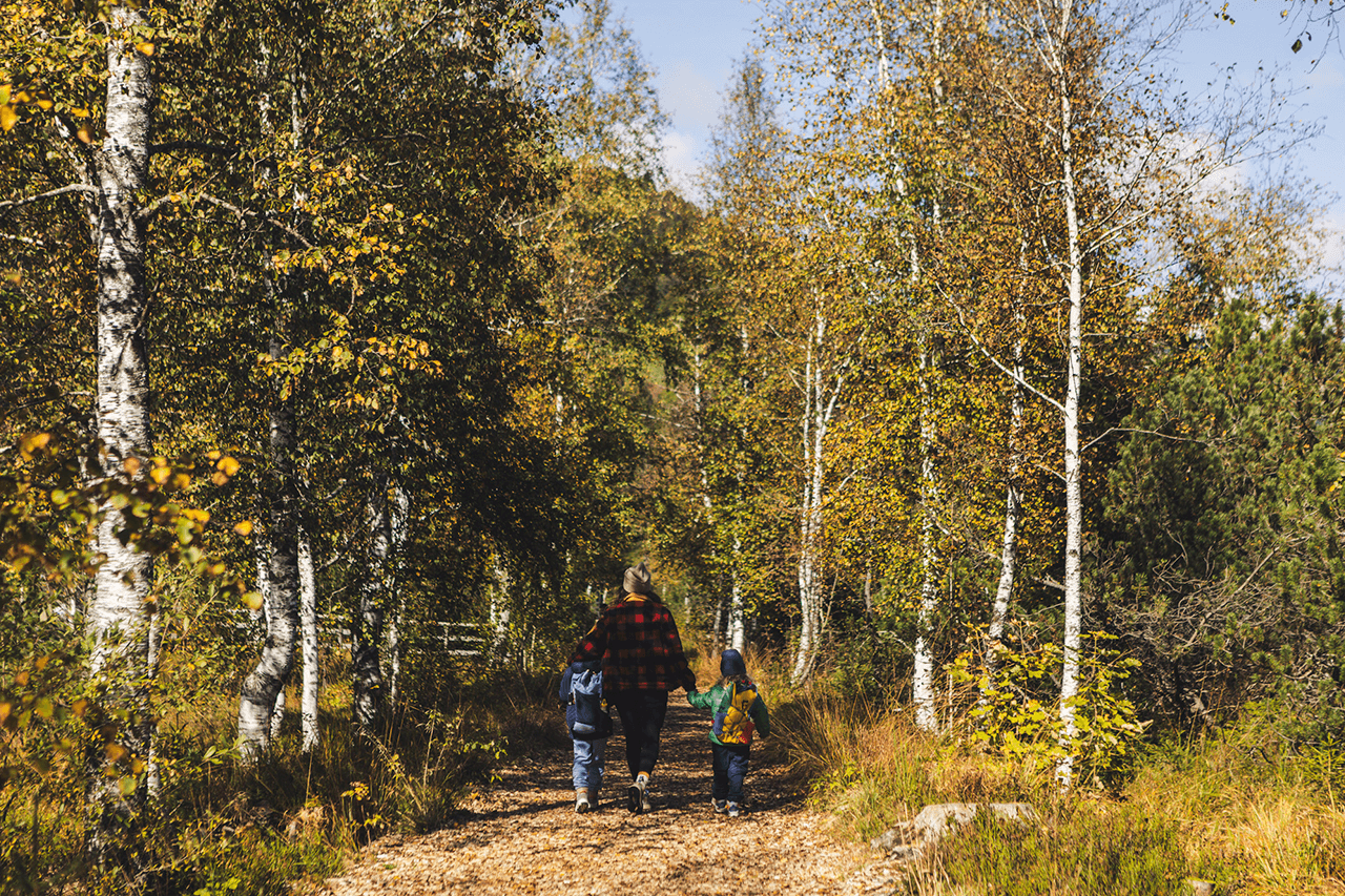 Herbstwanderung mit Kindern durch gelbliche Birken im Moor in Oberjoch