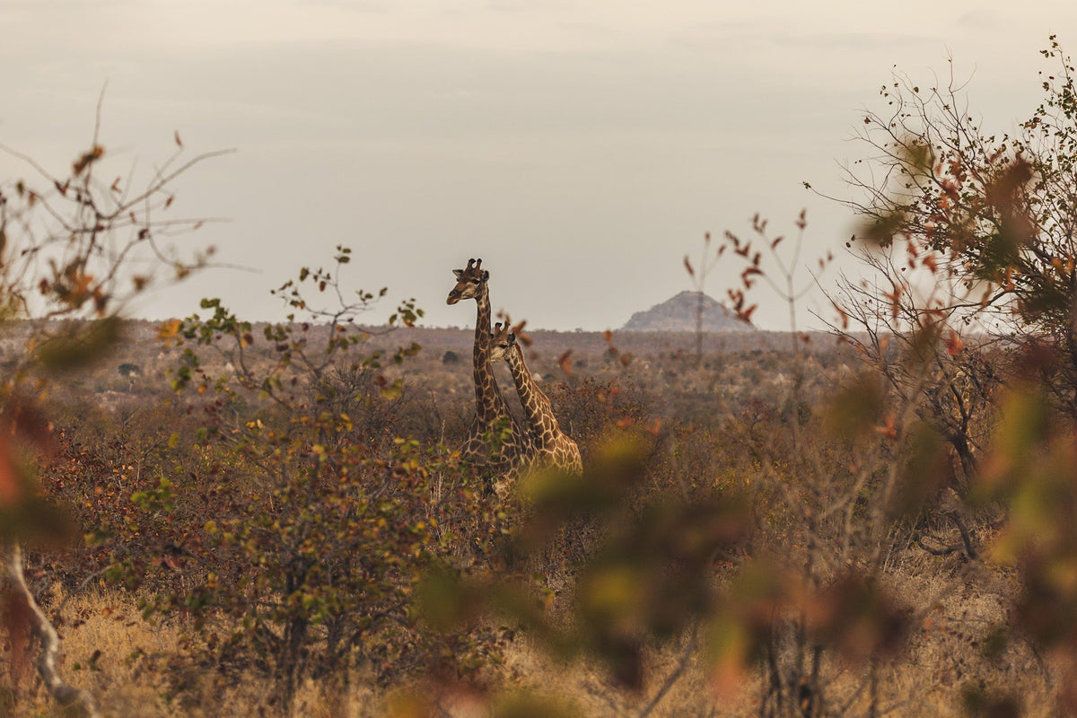 Familienreise Südafrika: Kindheitstraum im Krüger-Nationalpark